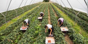 Lajm i mirë për shqiptarët, Greqia shtyn deri më 31 dhjetor lejen e posaçme për punonjësit sezonal