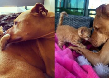 This Pit Bull Loves Cats, So His Human Surprised Him With A Kitten Of His Own