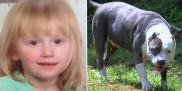 2-Year-Old Toddler Went Missing For 2 Days, Found Protected By A Hero Pit Bull!