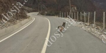 ME FOTO: Karantina e njerëzve u kthen lirinë kafshëve të egra! Pikaset ujku në Tropojë