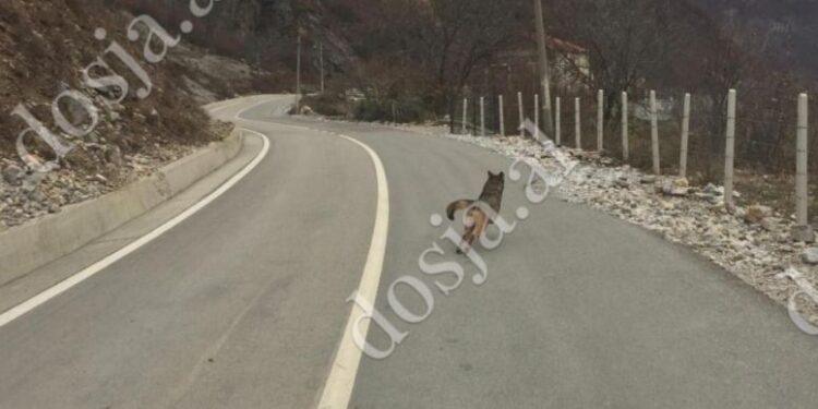 ME FOTO: Karantina e njerëzve u kthen lirinë kafshëve të egra! Pikaset ujku në Tropojë