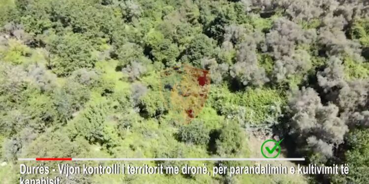 Antikanabis: arrestohen 2 persona,1 në kërkim, nën hetim dhe kryeplaku i fshatit