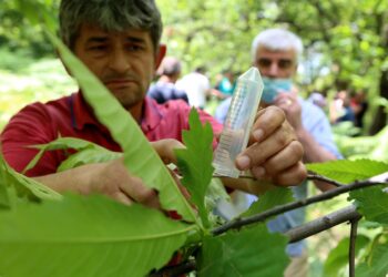 Nis hedhja e insektit që lufton ‘grenxën e zezë’ tek gështenjat në Shkodër