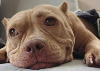 9 Best Dog Food for Pitbulls in 2020