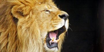 7 leksione jete që duhet të mësojmë nga shenja e Luanit