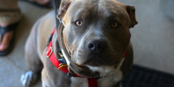 5 Reasons Why Pit Bulls are Misunderstood