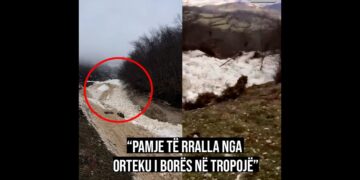 Pamje të rralla në Tropojë/ Orteku masiv i dëborës “derdhet” furishëm në fshat