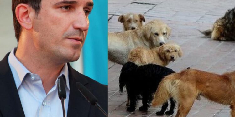 U tha që po bashkëpunon me “Four Paws” për qentë endacakë, organizata nxjerr mashtrimet e Veliajt për deklaratat e rreme