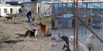 Rrëqethëse! Qentë endacakë tërhiqen zvarrë në kryeqytet dhe vriten në spitalin horror (VIDEO)