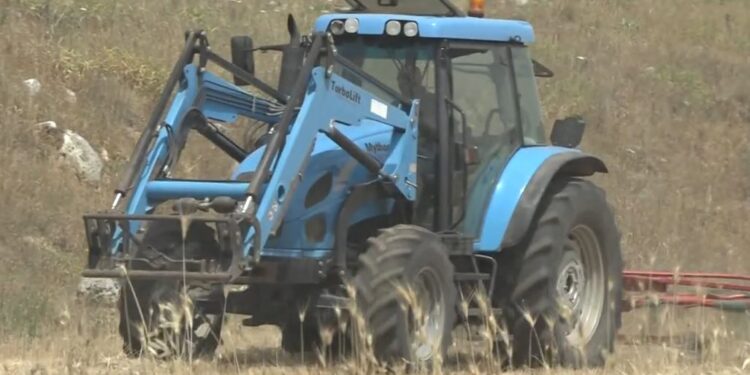 Nis korrja e drithërave në Pulia, më pak  prodhim për shkak të ngricave, thatësirës dhe zjarreve